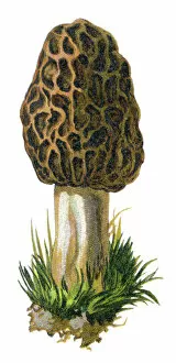 Images Dated 19th December 2017: common morel, morel, yellow morel, true morel, morel mushroom, sponge morel