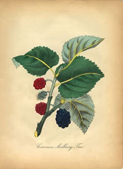 Images Dated 8th July 2016: Common Mulberry Tree Victorian Botanical Illustration