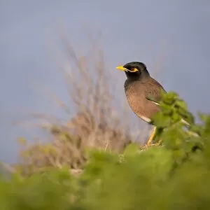 Images Dated 17th June 2016: Common myna Acridotheres tristis