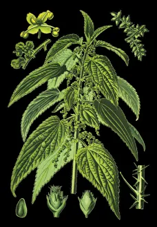 Images Dated 18th April 2019: common nettle, stinging nettle, nettle leaf
