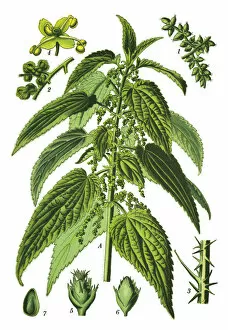 Medicinal and Herbal Plant Illustrations Collection: common nettle, stinging nettle, nettle leaf