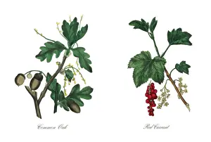 Common Oak Tree Victorian Botanical Illustration