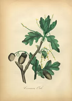 Images Dated 8th July 2016: Common Oak TreeVictorian Botanical Illustration