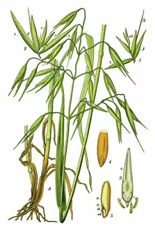 Medicinal and Herbal Plant Illustrations Collection: common oat