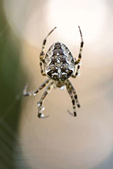 Common orb-weaving spider -Araneus sp.- on its web, Konstanz, Baden-Wuerttemberg, Germany, Europe