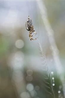 Common orb-web spider -Araneus sp.- on its web, Konstanz, Baden-Wuerttemberg, Germany, Europe