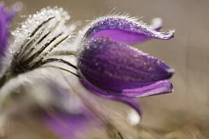 Spermatophyte Gallery: Common pasque flower, Danes blood -Pulsatilla vulgaris-, Ingolstadt, Bavaria, Germany, Europe