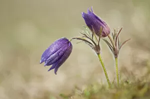 Common Pasque Flower -Pulsatilla vulgaris, Anemone pulsatilla L.-, Gillesbachtal, Kalkeifel, Eifel