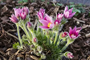 Images Dated 18th April 2013: Common Pasque Flower -Pulsatilla vulgaris-, Hesse, Germany