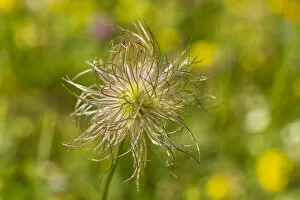 Images Dated 3rd August 2013: Common Pasque Flower -Pulsatilla vulgaris-, Hesse, Germany