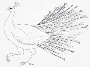 Feathers Collection: Common Peafowl or Peacock (Pavo cristatus), side view
