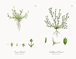 Common Pearlwort, Sagina Apetala, Victorian Botanical Illustration, 1863