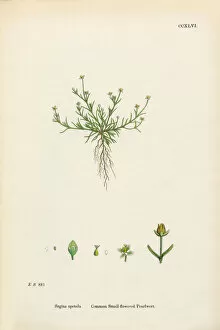 Images Dated 24th February 2017: Common Pearlwort, Sagina Apetala, Victorian Botanical Illustration, 1863
