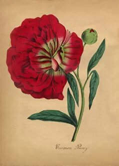 Images Dated 6th July 2016: Common Peony Victorian Botanical Illustration