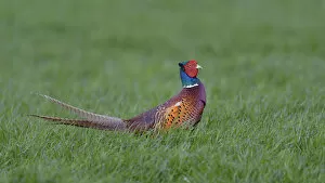 Images Dated 12th May 2013: Common Pheasant -Phasianus colchicus-, Waal en Burg nature reserve, Texel, West Frisian Islands