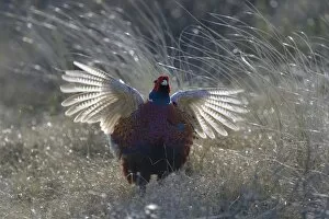 Images Dated 9th May 2013: Common Pheasant -Phasianus colchicus-, courting display, Duinen van Texel National Park, Texel