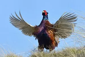 Images Dated 5th May 2013: Common Pheasant -Phasianus colchicus-, cock displaying, Dunes of Texel National Park, Texel