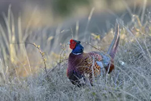 Images Dated 1st May 2013: Common Pheasant -Phasianus colchicus-, cock displaying in marram grass