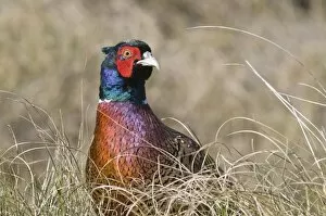 Images Dated 30th April 2011: Common Pheasant -Phasianus colchicus-, Island of Spiekeroog, East Frisian Islands, Germany, Europe