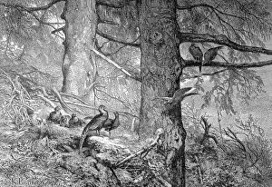 Galliformes Prints: Common pheasant (Phasianus colchicus)