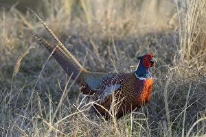 Images Dated 9th May 2013: Common Pheasant -Phasianus colchicus- in the evening light, Duinen van Texel National Park, Texel