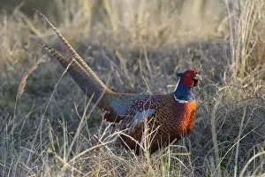 Galliformes Prints: Common Pheasant -Phasianus colchicus- in the evening light