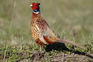 Images Dated 26th April 2012: Common pheasant -Phasianus colchicus-, male, standing in a meadow, Lake Neusiedl, Burgenland