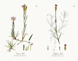 Images Dated 21st November 2017: Common Pink, Dianthus Plumarius, Victorian Botanical Illustration, 1863