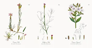 Images Dated 21st November 2017: Common Pink, Dianthus Plumarius, Victorian Botanical Illustration, 1863