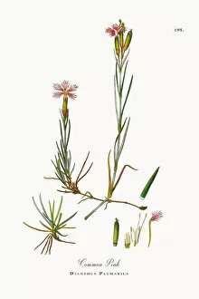 Images Dated 3rd October 2017: Common Pink, Dianthus Plumarius, Victorian Botanical Illustration, 1863