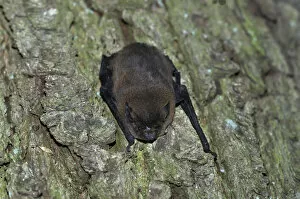 Images Dated 2nd June 2011: Common Pipistrelle -Pipistrellus pipistrellus-, hanging on a tree trunk, woods near Geesthacht