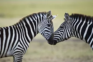 Images Dated 10th August 2015: Common or Plains Zebra nuzzling
