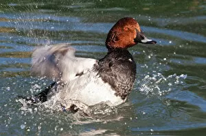 Images Dated 5th January 2013: Common Pochard -Aythya ferina-, drake flapping its wings in water, Geneva, Genf, Switzerland