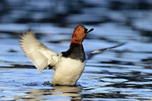 Images Dated 31st December 2012: Common Pochard -Aythya ferina-, drake flapping its wings, Cham, Canton of Zug, Switzerland