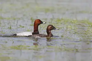 Courtship Prints: Common Pochard -Aythya ferina- pair courting in shallow water, Burgenland, Austria