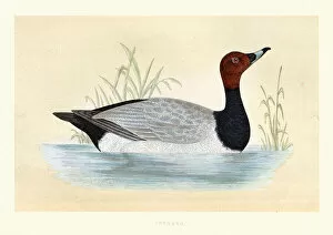 Bird Lithographs Collection: Common pochard, Aythya ferina, Wildlife, Birds, diving ducks, Art Prints