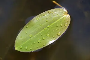 Common Pondweed or Floating Pondweed -Potamogeton natans-, Emsland, Lower Saxony, Germany