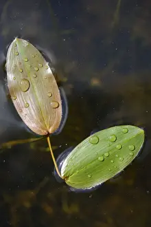 Common Pondweed or Floating Pondweed -Potamogeton natans-, Emsland, Lower Saxony, Germany