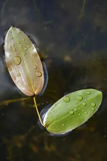 Images Dated 29th August 2014: Common Pondweed or Floating Pondweed -Potamogeton natans-, Emsland, Lower Saxony, Germany
