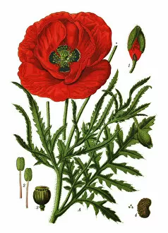 Medicinal and Herbal Plant Illustrations Collection: common poppy, corn poppy, corn rose, field poppy, Flanders poppy, red poppy