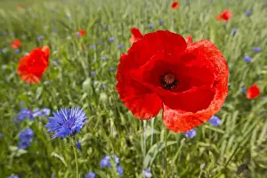 Common Poppyor Corn Poppy -Papaver rhoeas- and Cornflowers -Centaurea cyanus-, flowering in a field, Thuringia, Germany