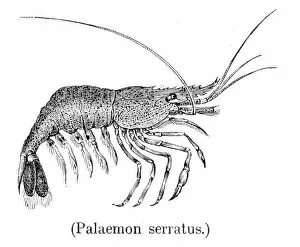 Images Dated 31st July 2016: Common prawn engraving 1888