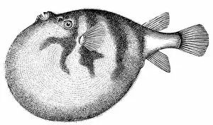Images Dated 4th November 2011: Common Puffer or Pufferfish (Tetraodon Cutcutia)