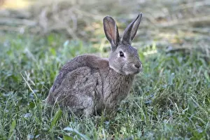 Common Rabbit -Oryctolagus cuniculus-, Lower Austria, Austria