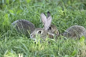 Common Rabbits -Oryctolagus cuniculus-, lying in the grass, Lower Austria, Austria