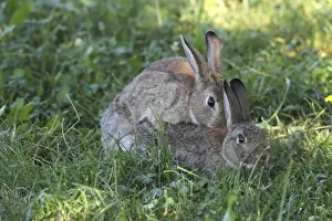 Mating Prints: Common rabbits -Oryctolagus cuniculus-, mating, Lower Austria, Austria