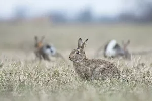 Common Rabbits -Oryctolagus cuniculus- on meadow, National Park Neusiedler See-Seewinkel, Burgenland, Austria
