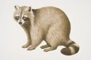 Tree Dwelling Collection: Common Raccoon (procyon lotor), side view