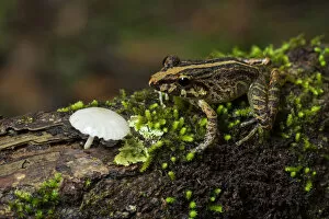 Images Dated 1st November 2015: Common Rain Frog