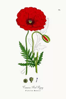 Images Dated 25th September 2017: Common Red Poppy, Papaver Rhoeas, Victorian Botanical Illustration, 1863